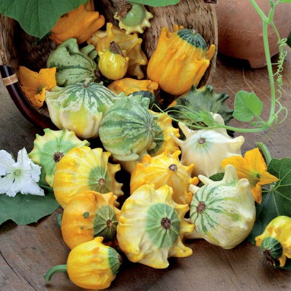 Koristekurpitsa 'Crowns of Thorn'