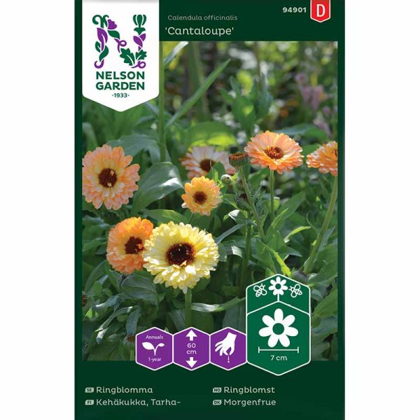 Kehäkukka 'Cantaloupe'