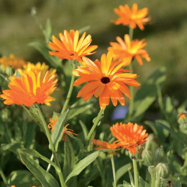 Kehäkukka sekoitettuja värejä Organic