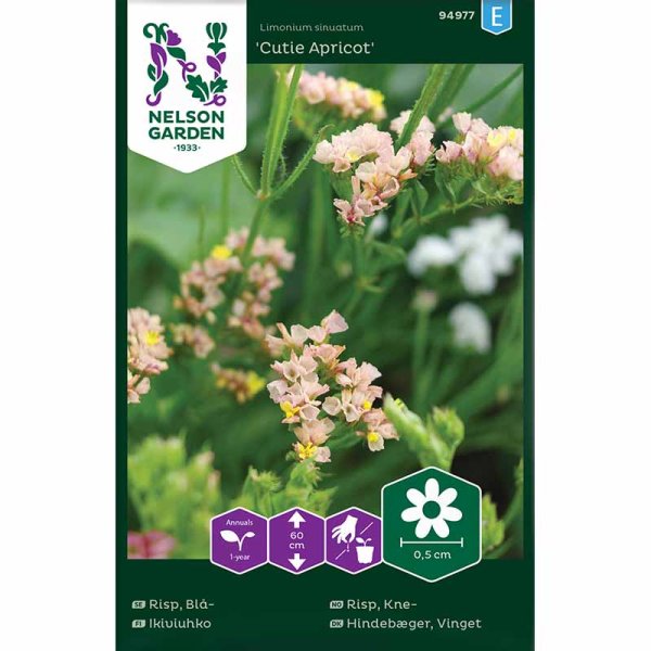 Sinikönnös 'Cutie Apricot'