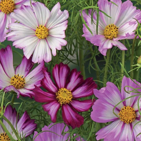 Kosmoskukka 'Candy Stripe'