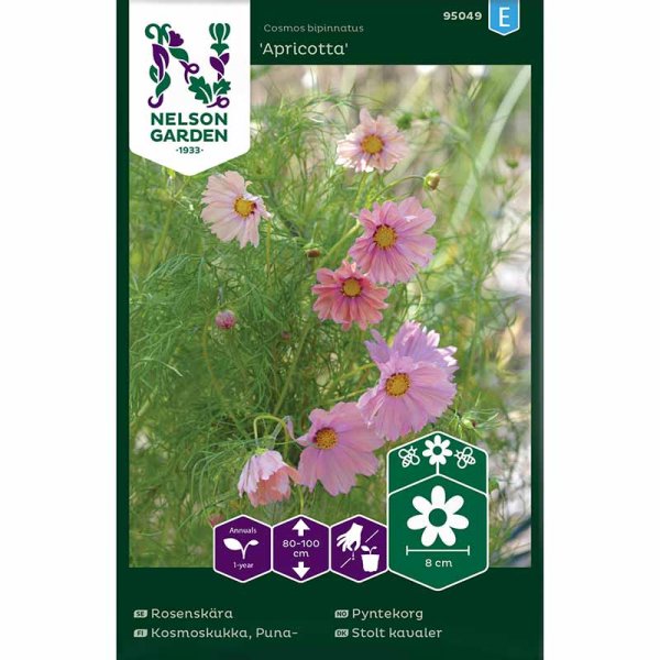 Kosmoskukka 'Apricotta'