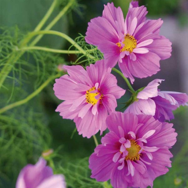 Kosmoskukka 'Fizzy Pink Dark Center'