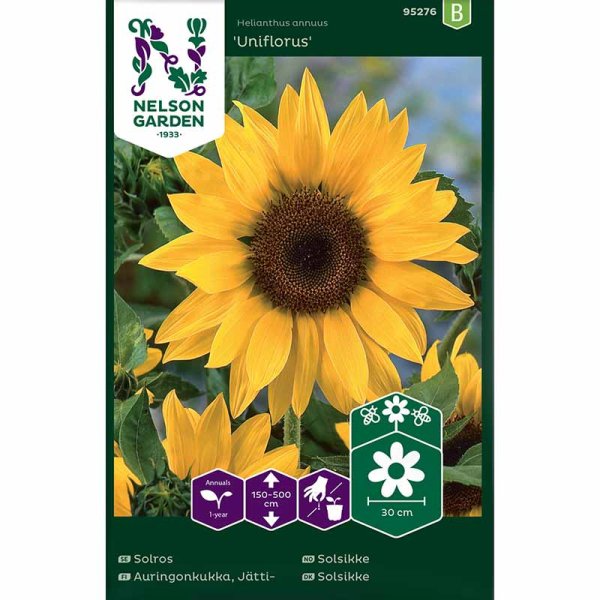 Auringonkukka 'Uniflorus'