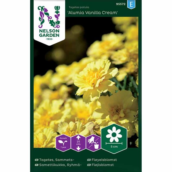 Samettikukka 'Alumia Vanilla Cream'