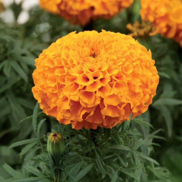 Isosamettikukka 'Taishan oranssi'