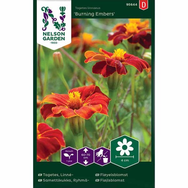 Linnén samettikukka 'Burning Embers'