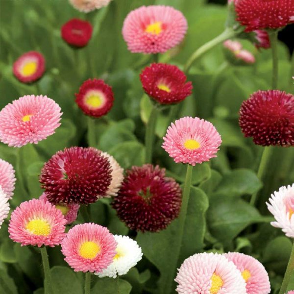 Tuhatkauno 'Pomponette'