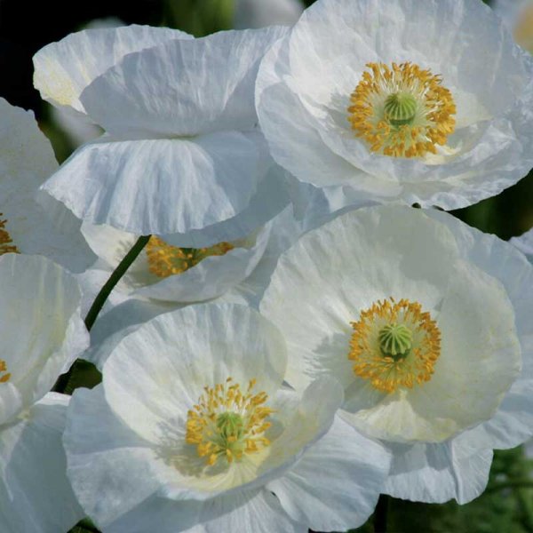 Pellavalmio 'Bridal Silk'