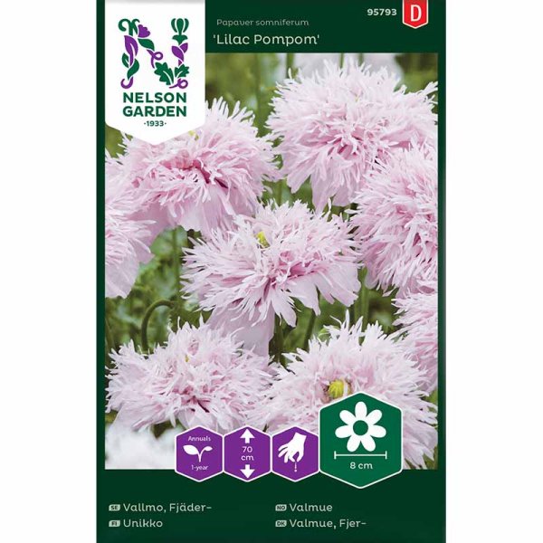Höyhenunikko 'Lilac Pompom'