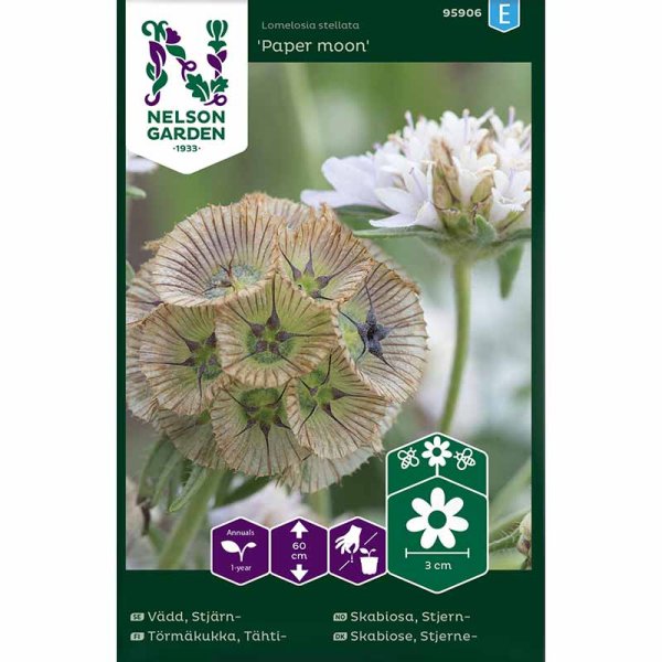 Scabiosa 'Paper Moon'
