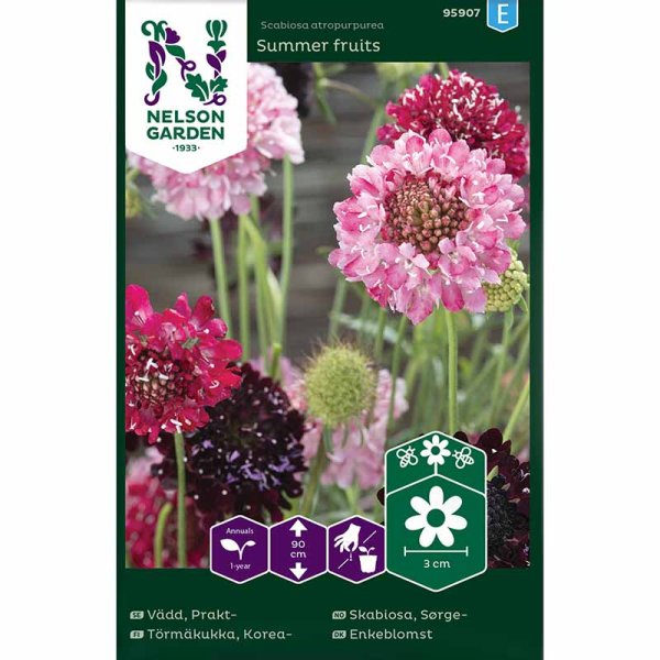 Scabiosa 'Summer fruits'