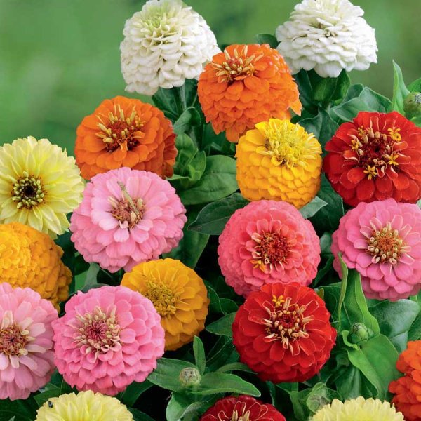 Tsinnia 'Sunbow mixed'