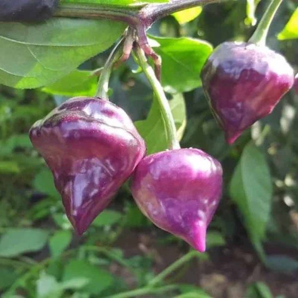 Chili 'Purple ufo'