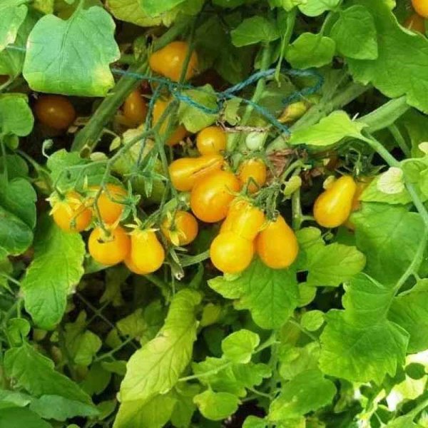 Tomaatti 'Dattelwein'