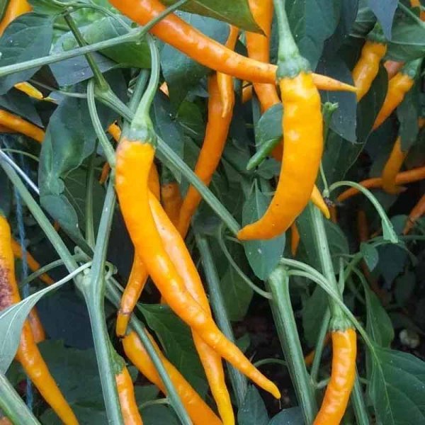 Chili 'Hengdong'