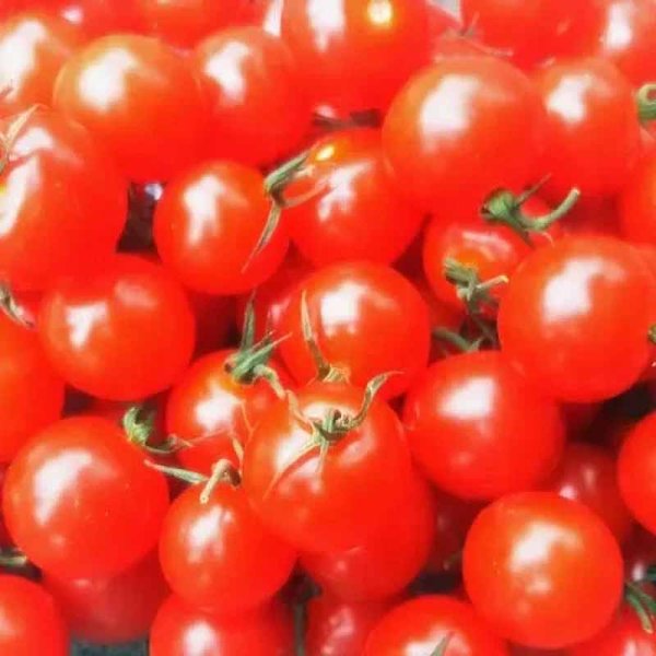 Tomaatti 'Mexican Honey'