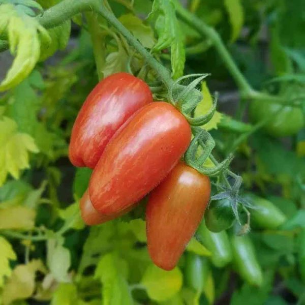 Tomaatti 'Sweet Casady'