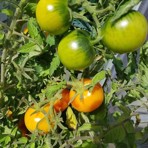 Tomaatti 'Mrs. Bacon'