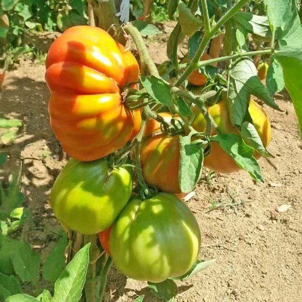 Tomaatti 'Cuore di Bue'