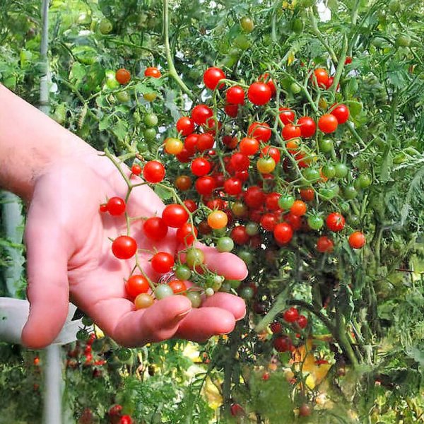 Tomaatti 'Currant Sweet Pea'