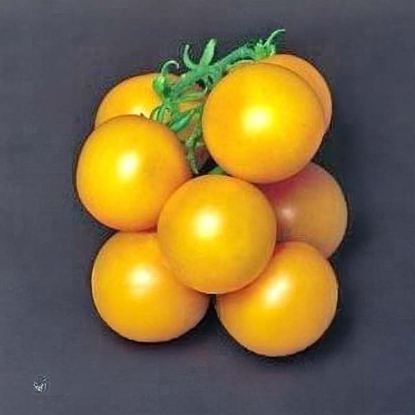 Tomaatti 'Ponderosa Yellow'