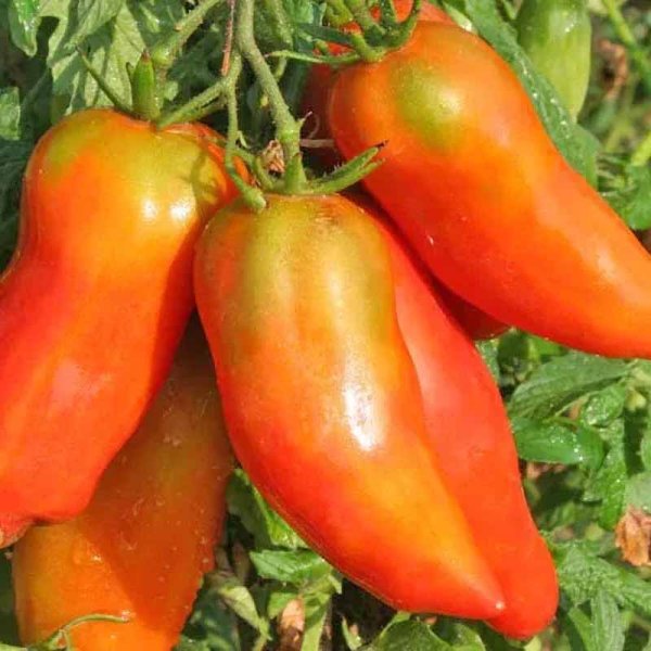 Tomaatti 'San Marzano Sactalone'