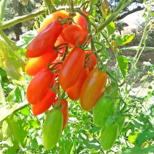 Tomaatti 'San Marzano Mini'