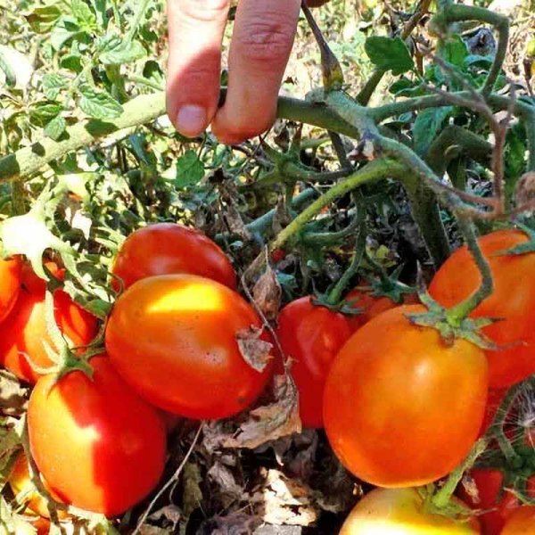 Tomaatti 'Kecskemeti'