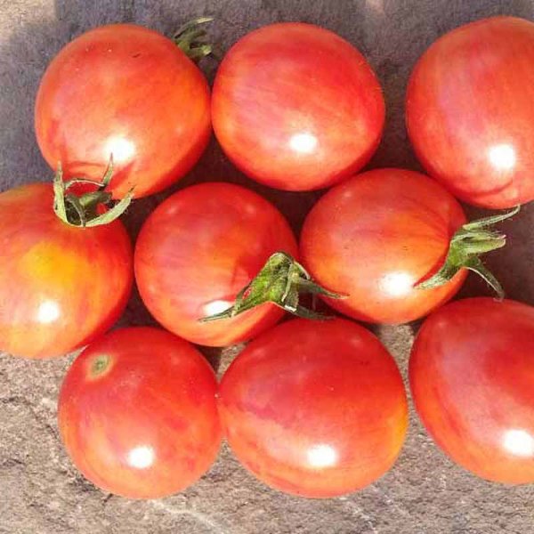 Tomaatti 'Artisan Pink Bumble Bee'