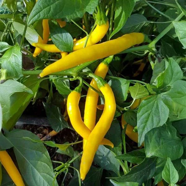 Chili 'Golden Cayenne'