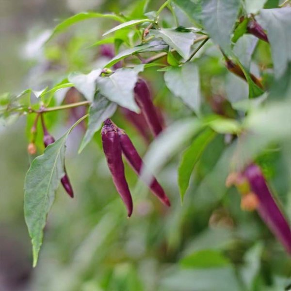 Chili 'Cayenne Purple'