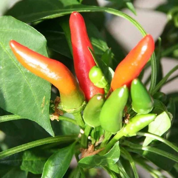Chili 'Tabasco'