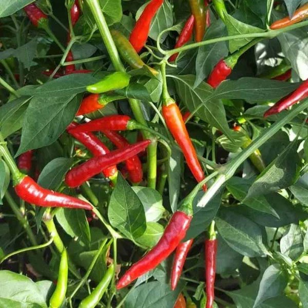 Chili 'Thai Dragon'