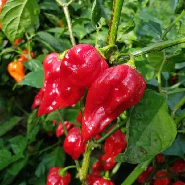Chili 'Devils Tongue Red'