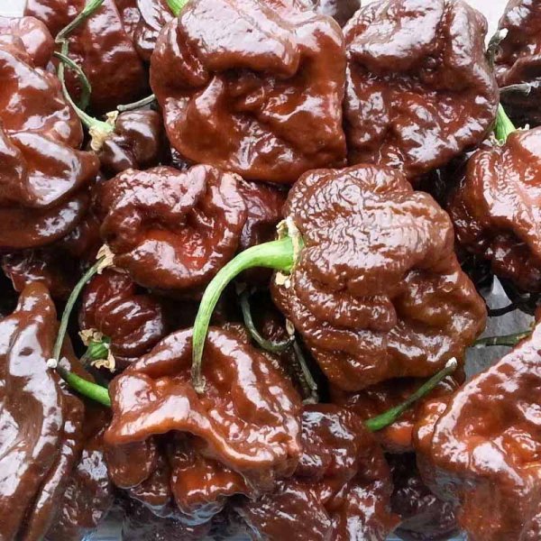 Chili 'Trinidad Scorpion Chocolate'