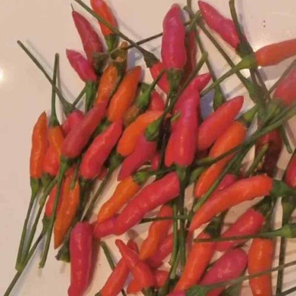 Chili 'Zimbabwe Birdseye'