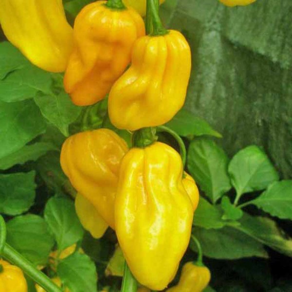 Chili 'Habanero Caribbean Yellow'