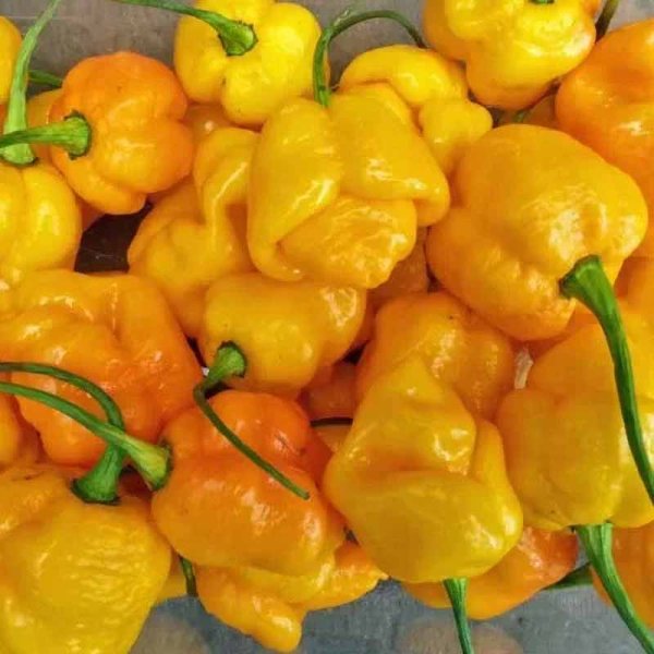 Chili 'Trinidad Scorpion Brainstrain Yellow'