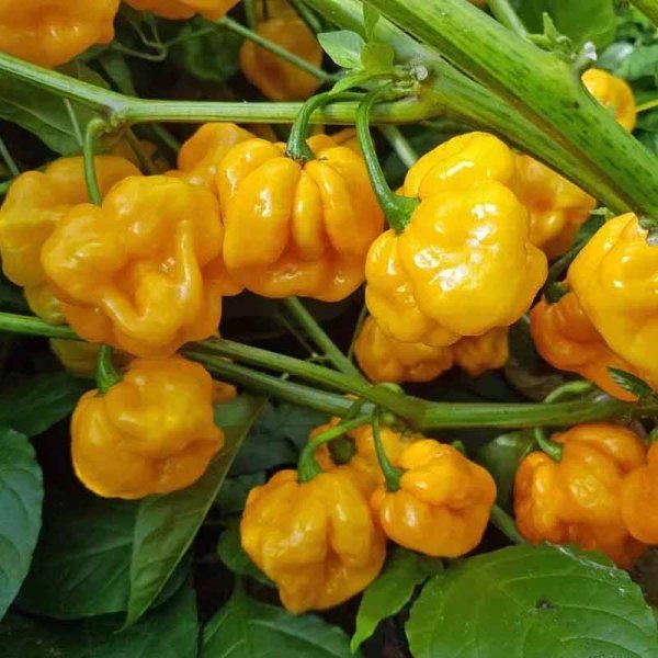Chili 'Foodorama Scotch Bonnet'