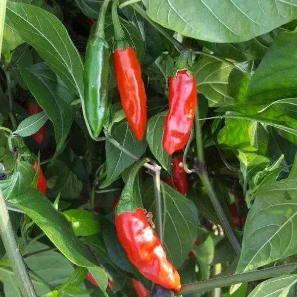 Chili 'Krishna Jolokia'