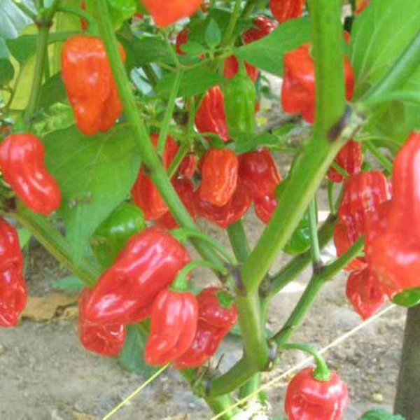 Chili 'Habanero Malaysia'