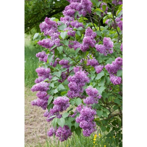 Vanlig Syrén, 50-80cm2, 100-Pack