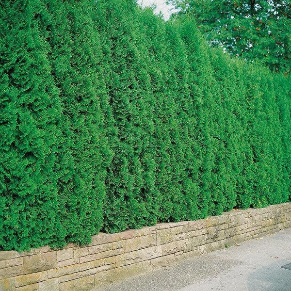 Thuja, 100-125cm, 100-Pack