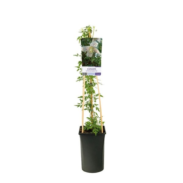 Vintergrön klematis, 1-pack