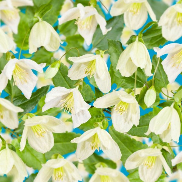 Vintergrön klematis, 5-pack