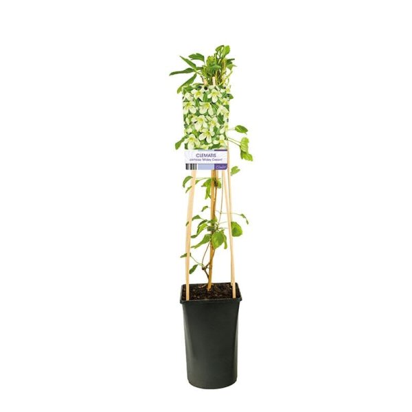 Vintergrön klematis, 1-pack