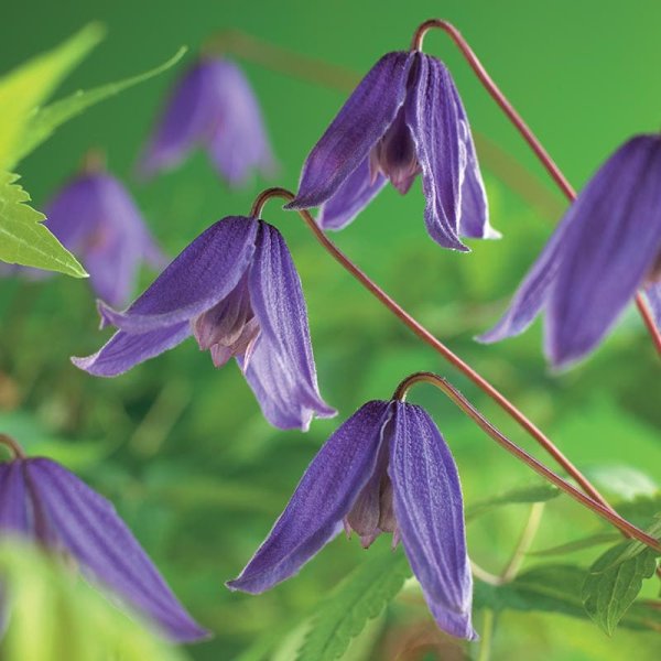 Klematis "Helsingborg", 5-pack