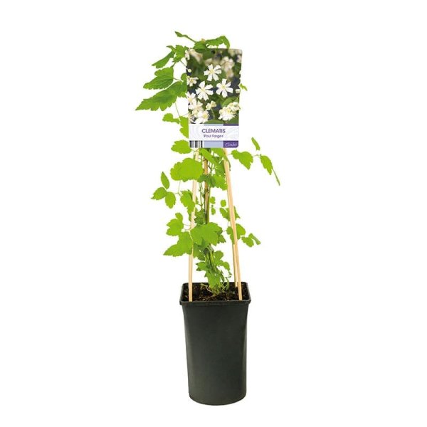 Vit vitalba klematis, 1-pack