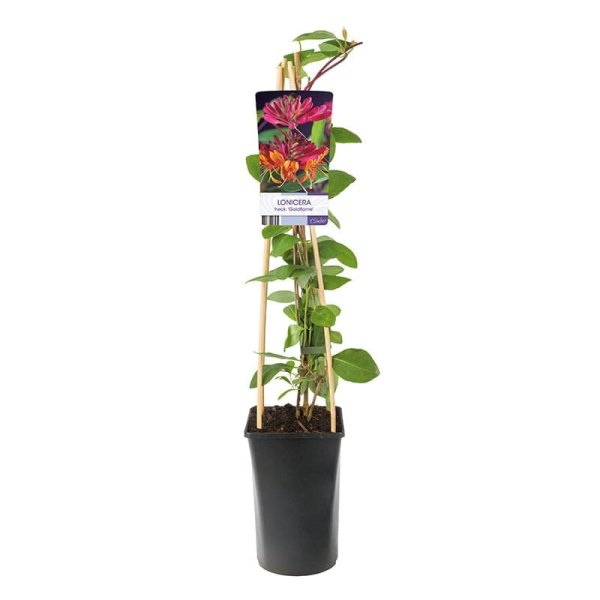 Blomsterkaprifol, 3-pack